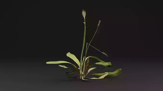 Plantago Lanceolata Plant