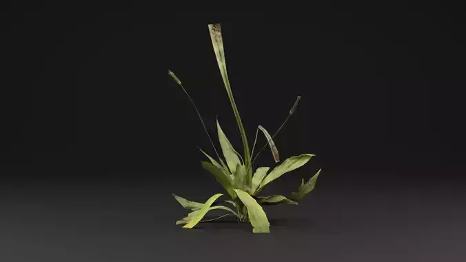 Plantago Lanceolata Plant