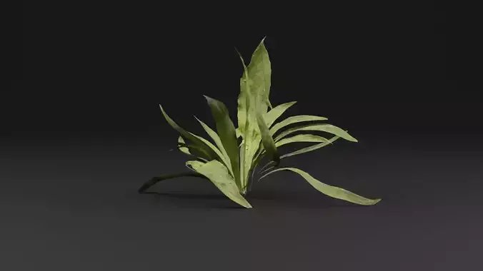 Plantago Lanceolata Plant