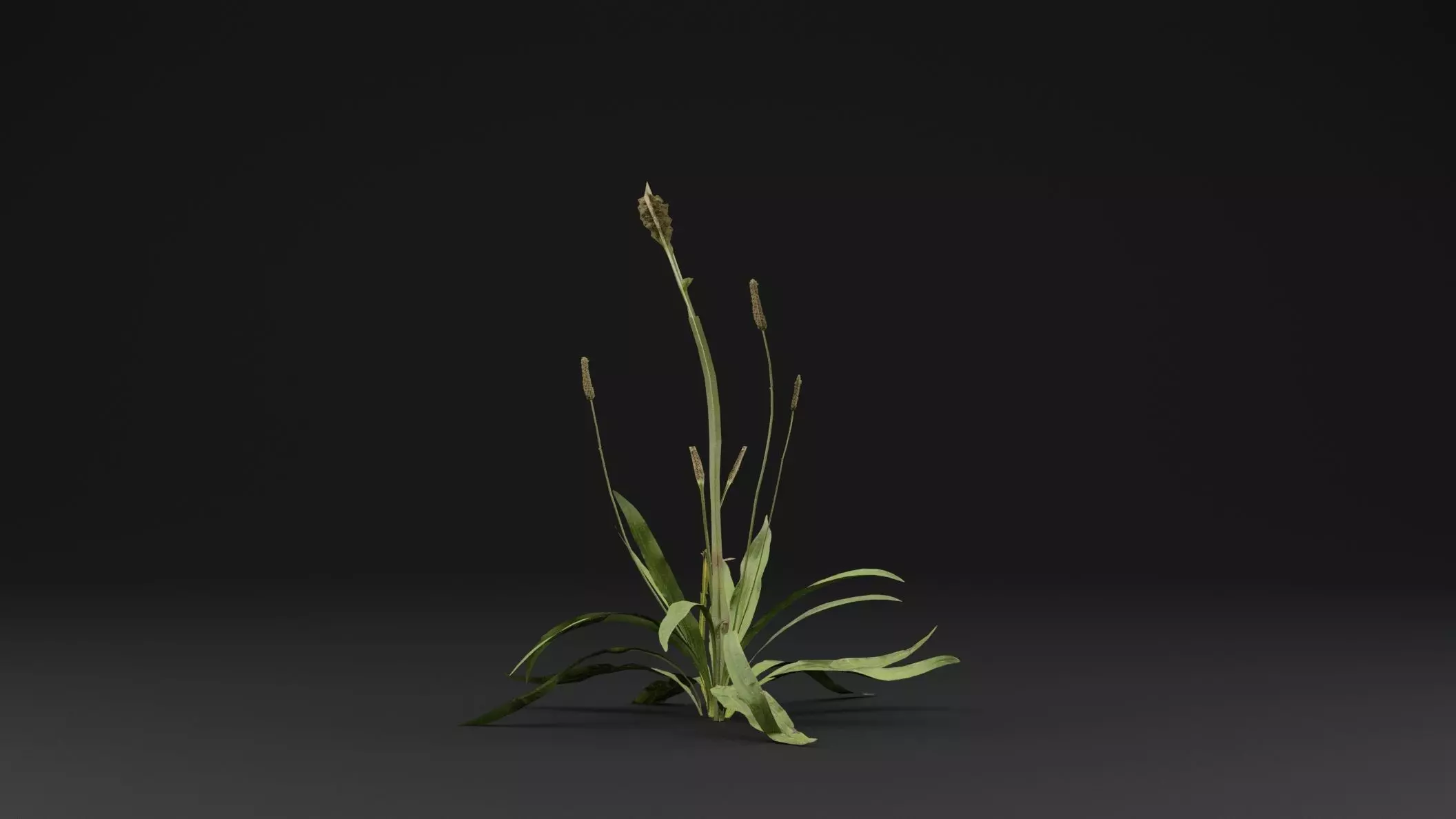 Plantago Lanceolata Plant Low-poly 3D model_0