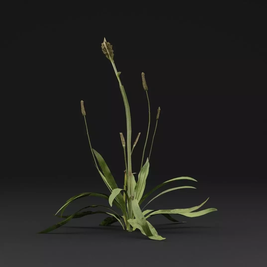 Plantago Lanceolata Plant Low-poly 3D model_5