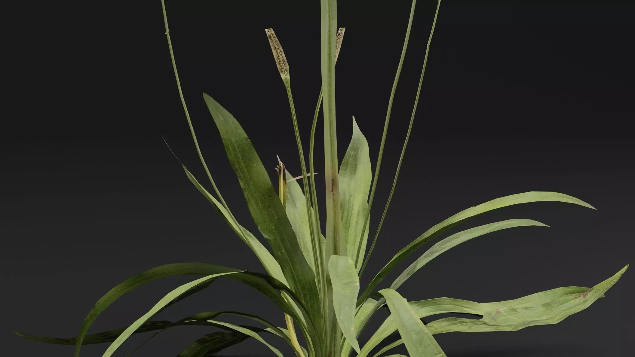 Plantago Lanceolata Plant Low-poly 3D model_2