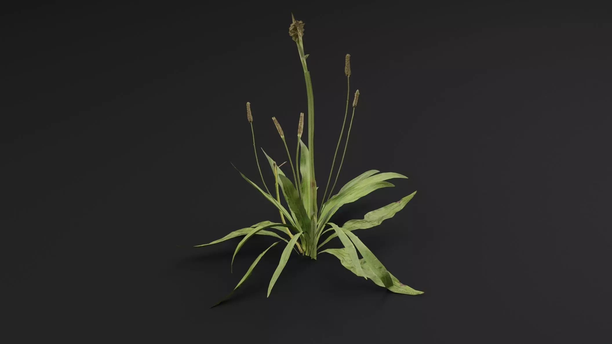 Plantago Lanceolata Plant Low-poly 3D model_3