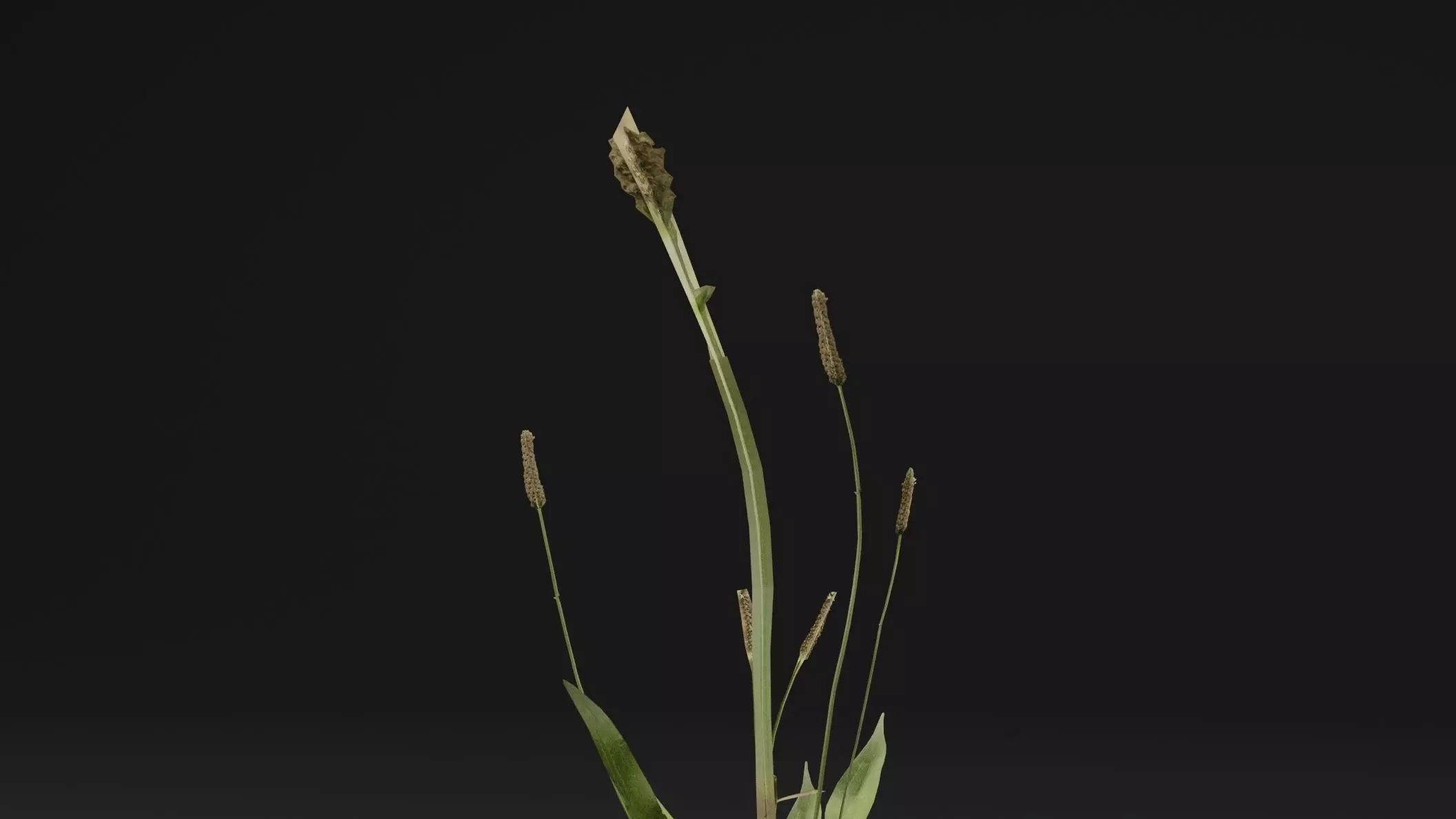 Plantago Lanceolata Plant Low-poly 3D model_1