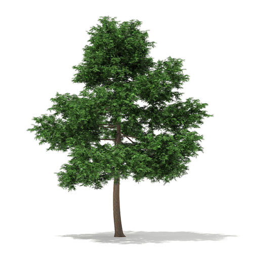 Scots Pine Tree Pinus sylvestris 10m 3D model