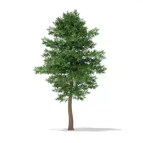 Scots Pine Tree Pinus sylvestris 10m 1