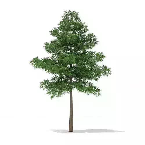 Scots Pine Tree Pinus sylvestris 9m