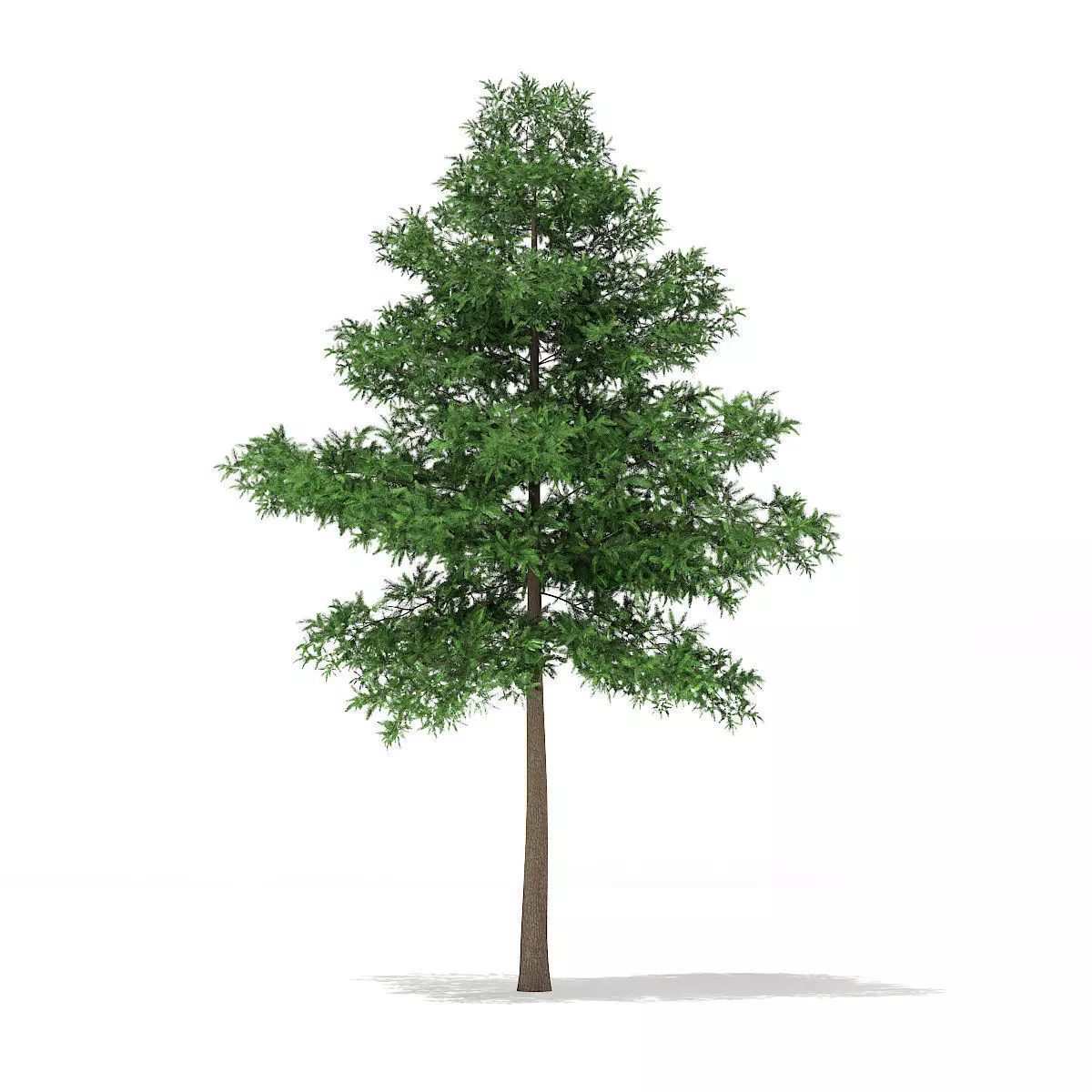 Scots Pine Tree Pinus sylvestris 9m 3D model_0