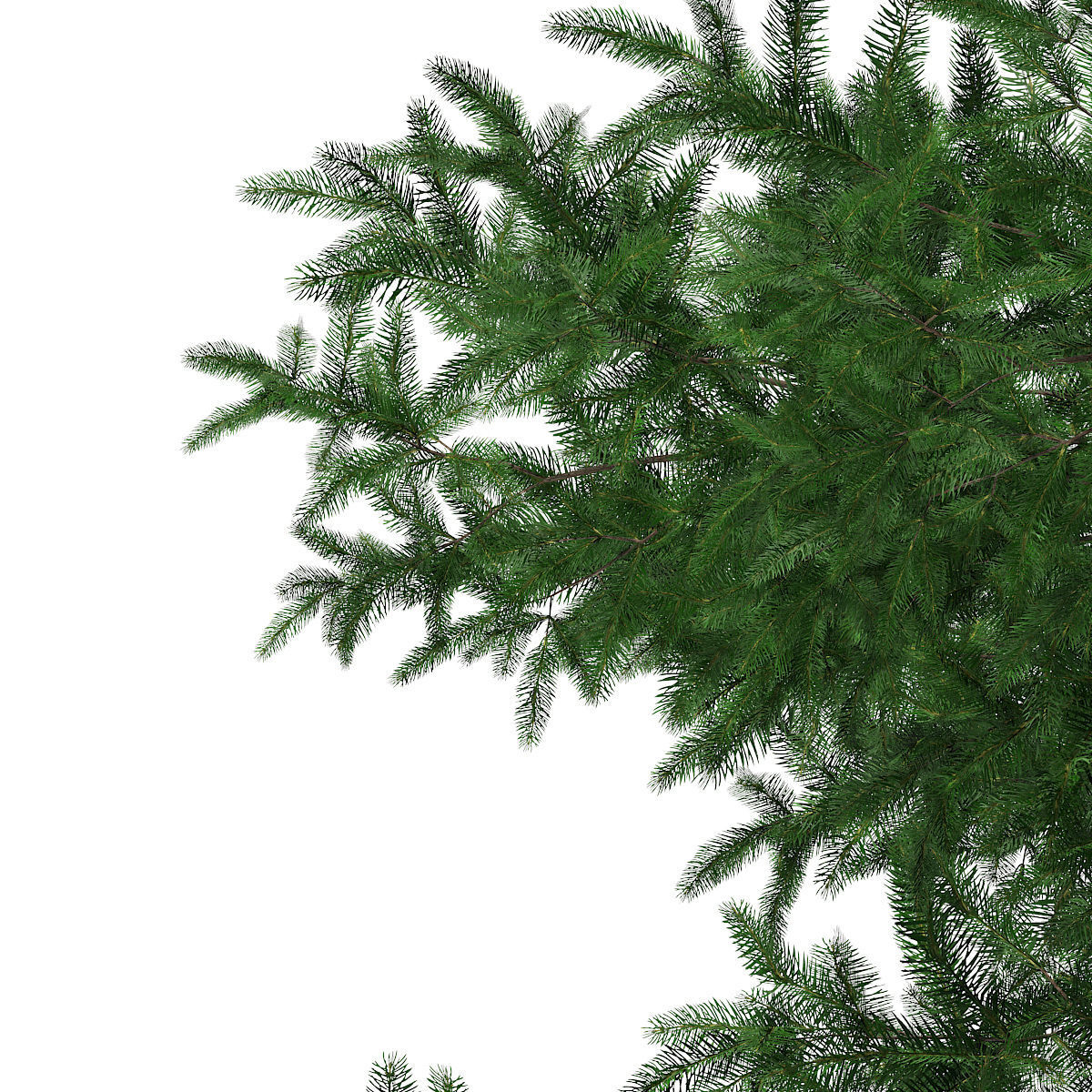 Scots Pine Tree Pinus sylvestris 9m 3D model_6