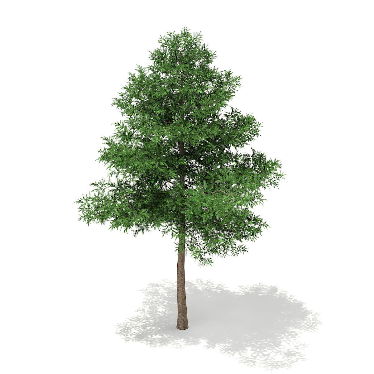 Scots Pine Tree Pinus sylvestris 9m 3D model_2