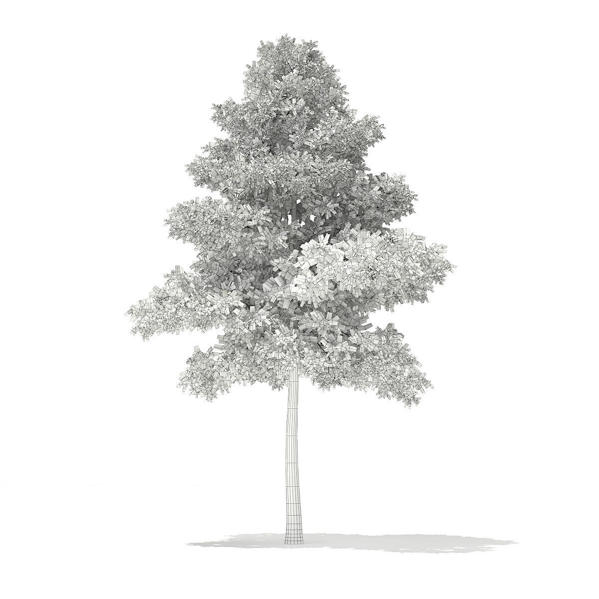 Scots Pine Tree Pinus sylvestris 9m 3D model_3