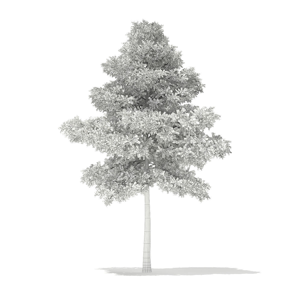 Scots Pine Tree Pinus sylvestris 9m 3D model_1