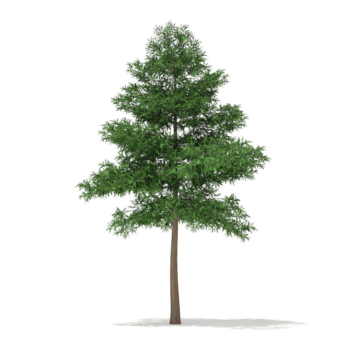 Scots Pine Tree Pinus sylvestris 9m 3D model_4