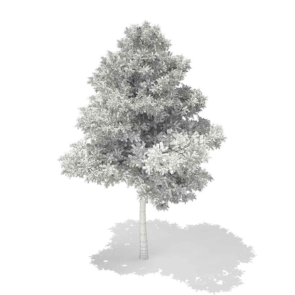 Scots Pine Tree Pinus sylvestris 9m 3D model_5