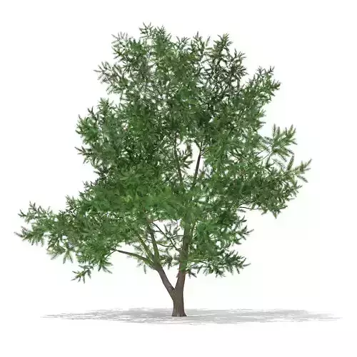 Scots Pine Tree Pinus sylvestris 8m