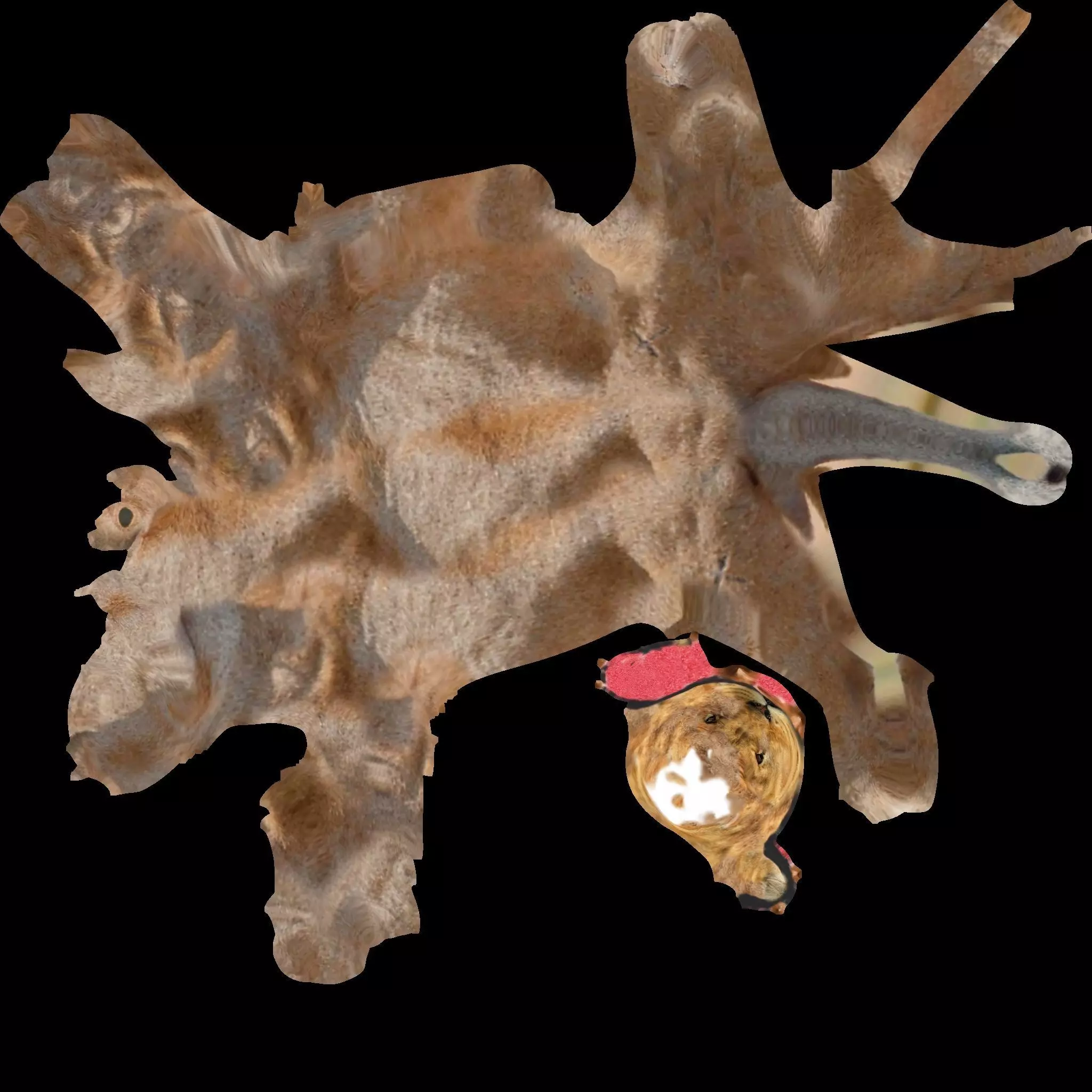 Lion animal 3D model_4