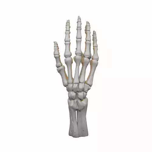 3D Articulated Skeleton Hand Candlestick Model