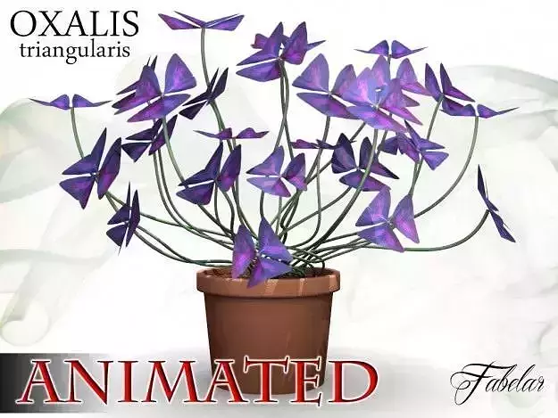 Oxalis triangularis 3D model