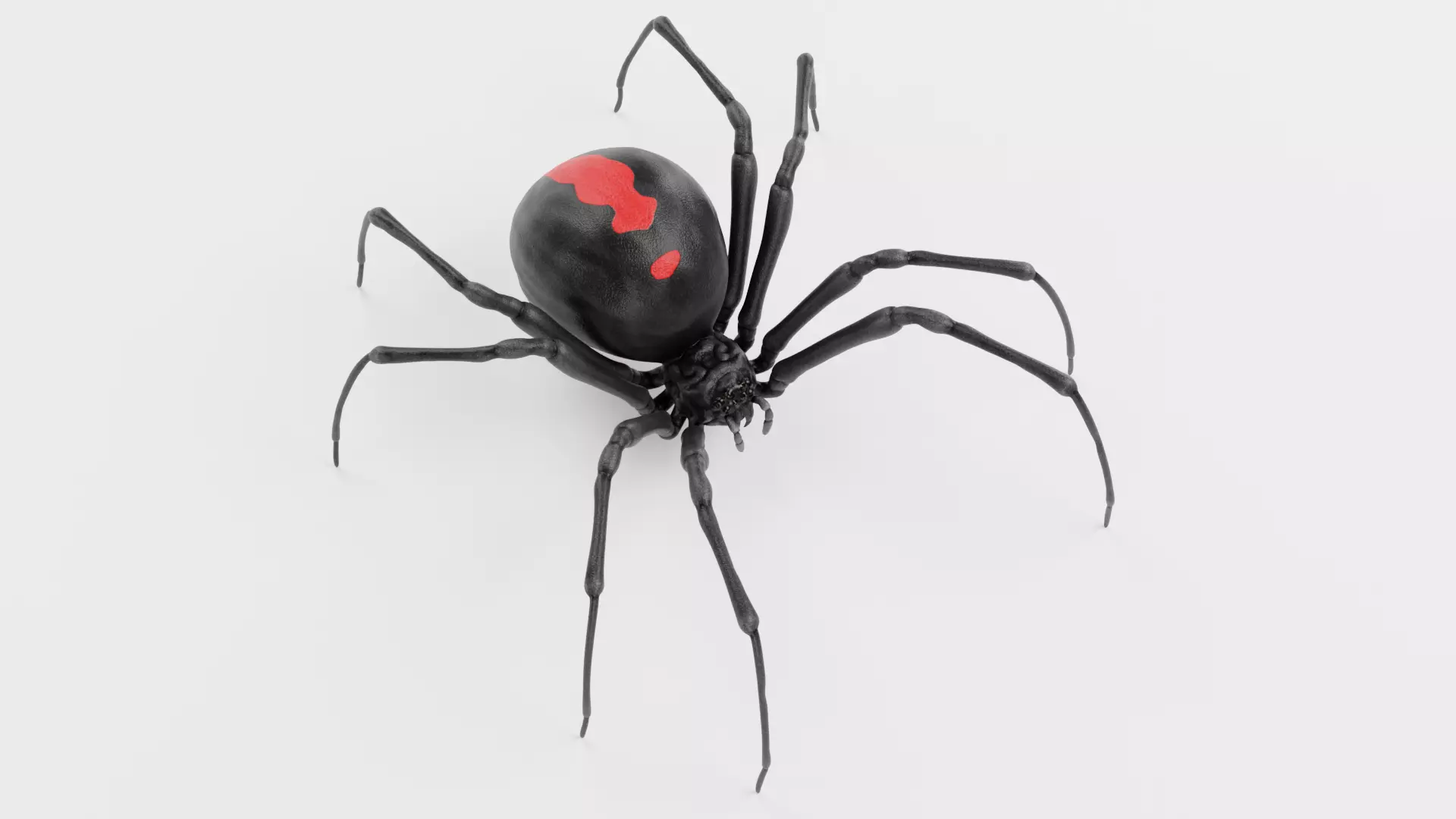 Black Widow Spider - Rigged 3D model