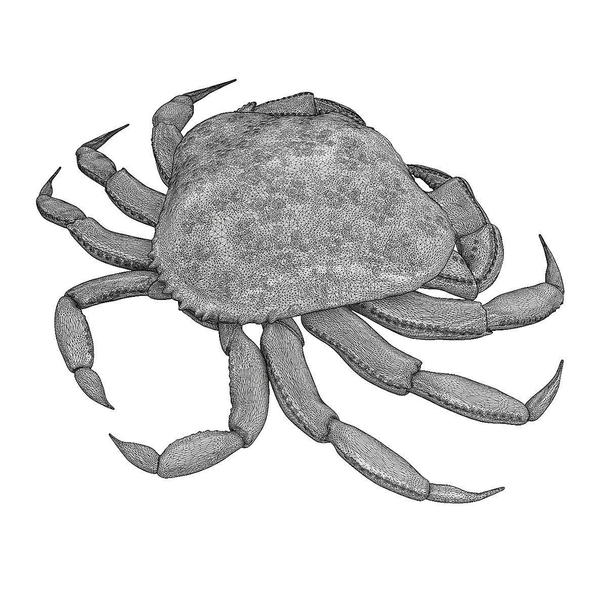 Printable Dungeness crab Free 3D print model_7