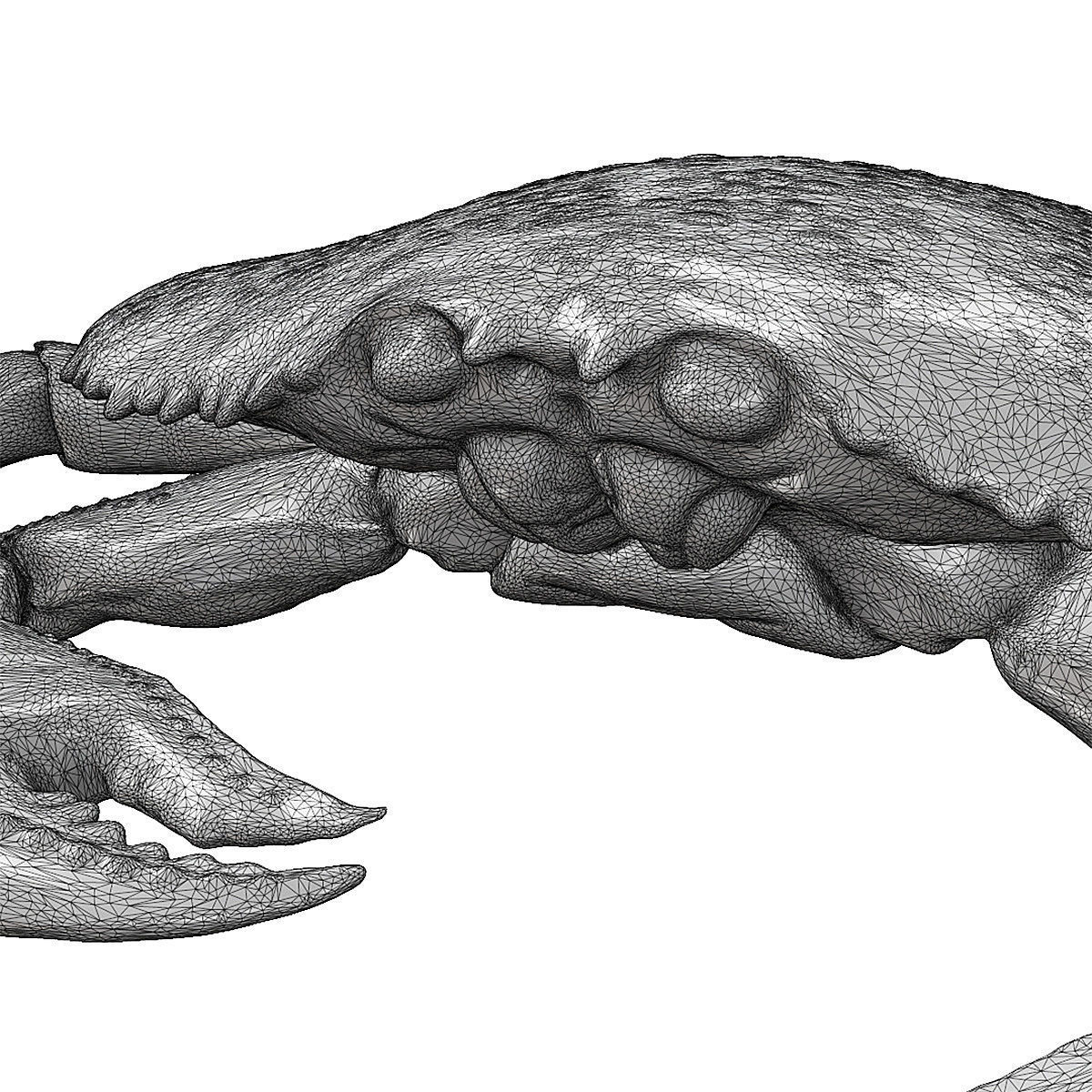 Printable Dungeness crab Free 3D print model_8