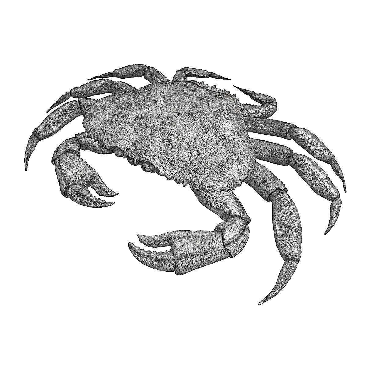Printable Dungeness crab Free 3D print model_6