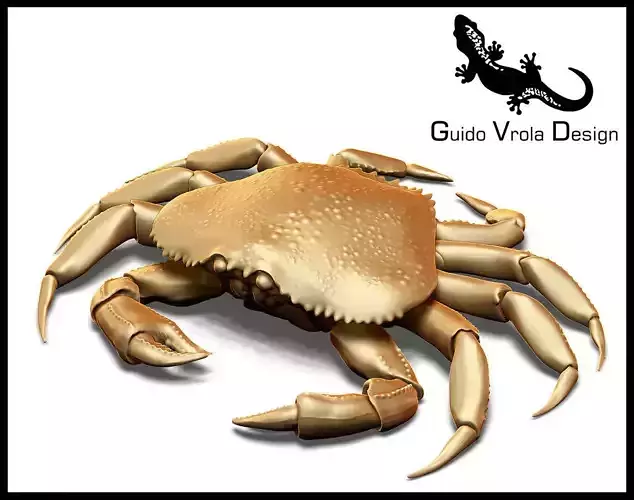 Printable Dungeness crab Free 3D print model