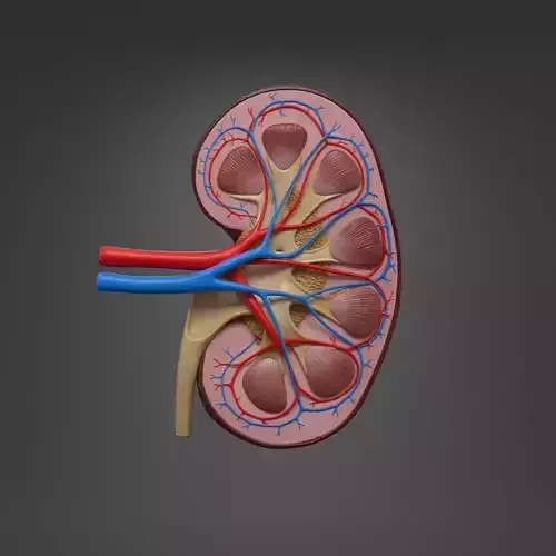 Human Kidney Structure  Realistic 3D Model