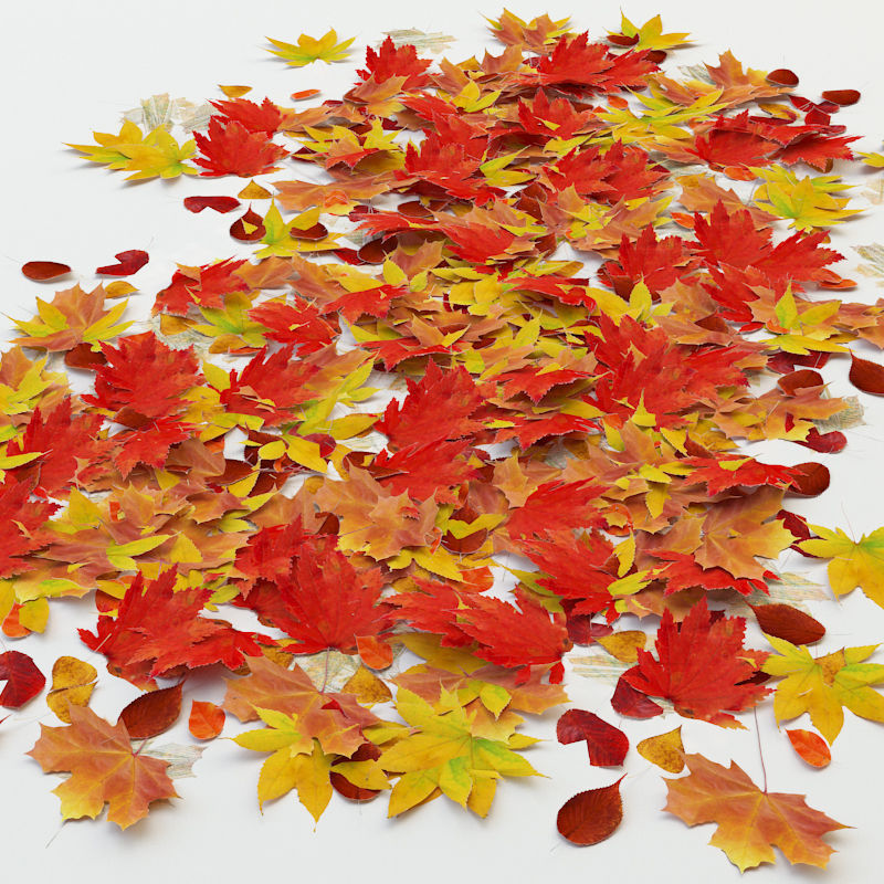 Autumn Leaves Low-poly 3D model_5