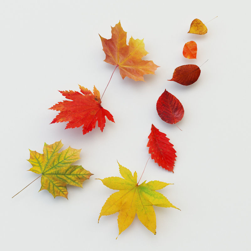 Autumn Leaves Low-poly 3D model_6