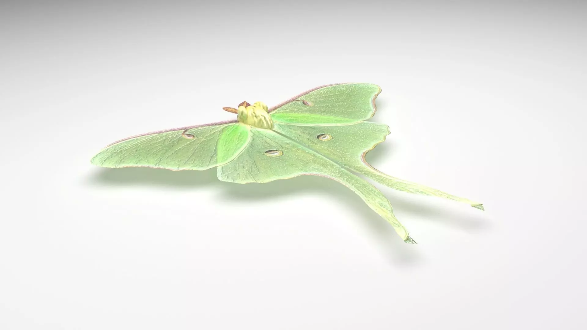 Luna Moth 3D model