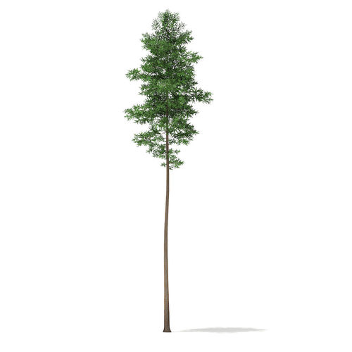 Scots Pine Tree Pinus sylvestris 28m 3D model