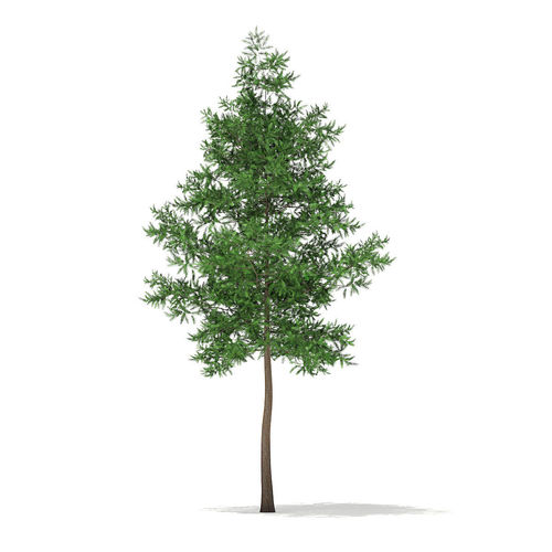 Scots Pine Tree Pinus sylvestris 11m 3D model