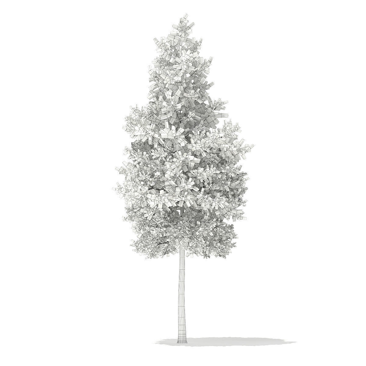 Scots Pine Tree Pinus sylvestris 8m 3 3D model_3