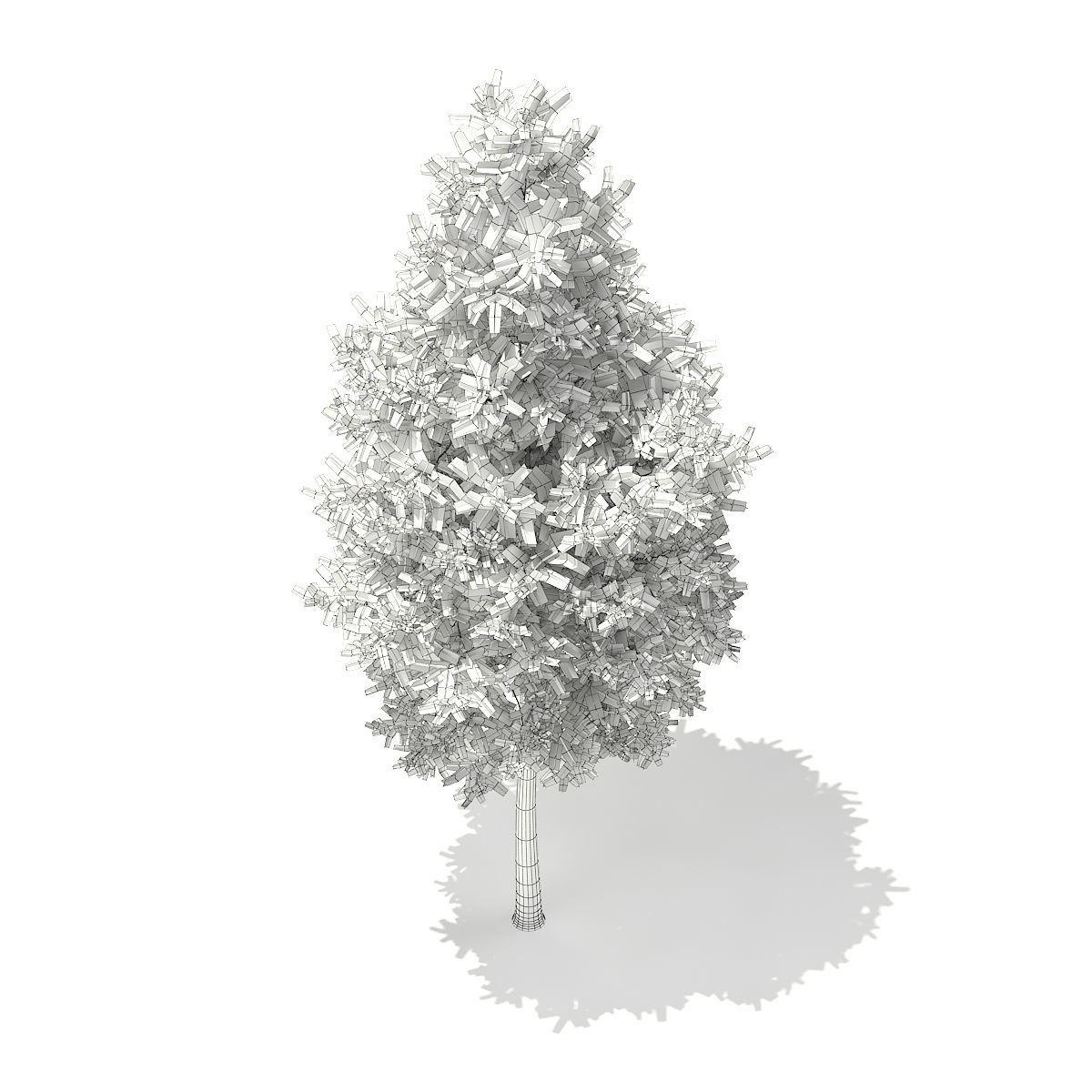 Scots Pine Tree Pinus sylvestris 8m 3 3D model_5