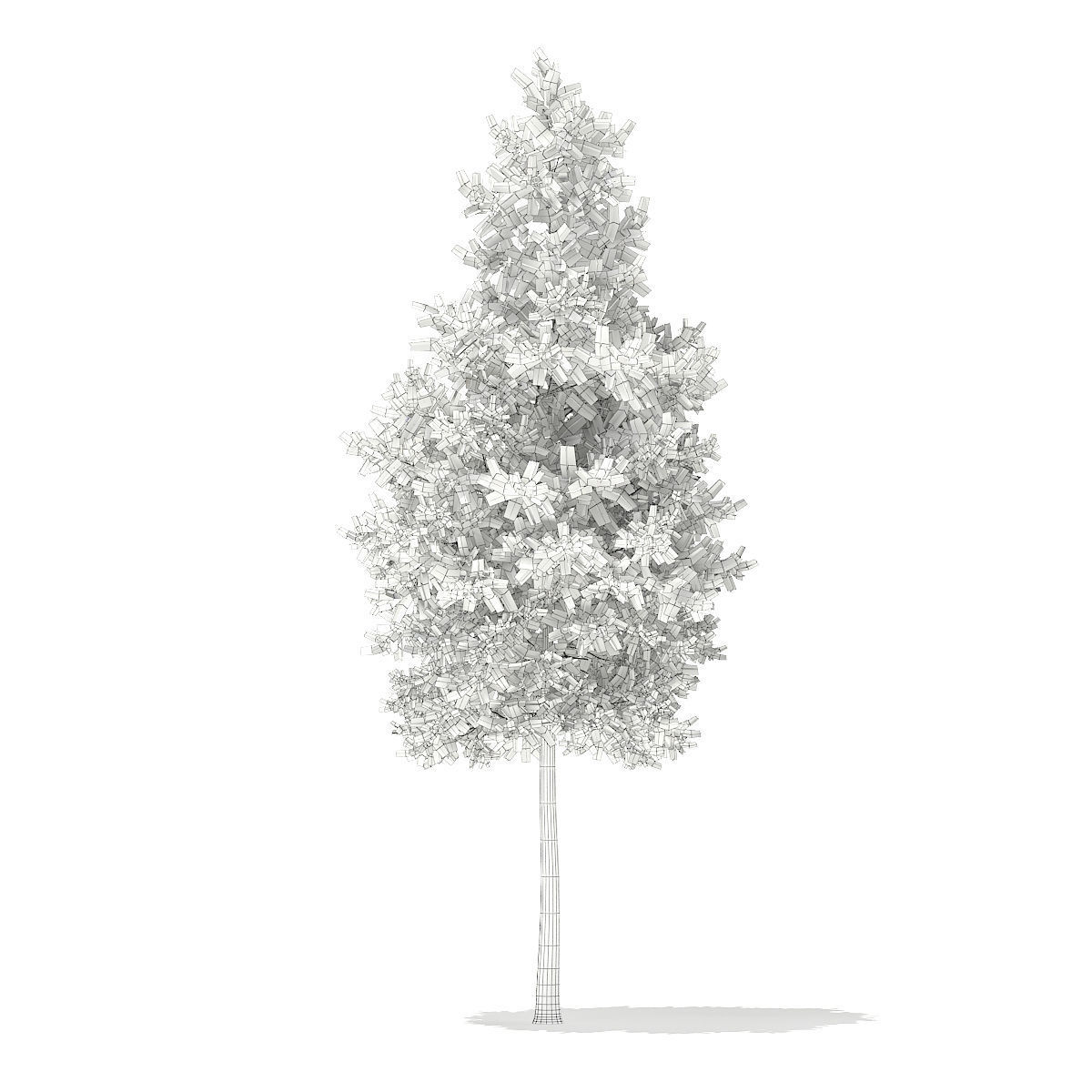 Scots Pine Tree Pinus sylvestris 8m 3 3D model_1