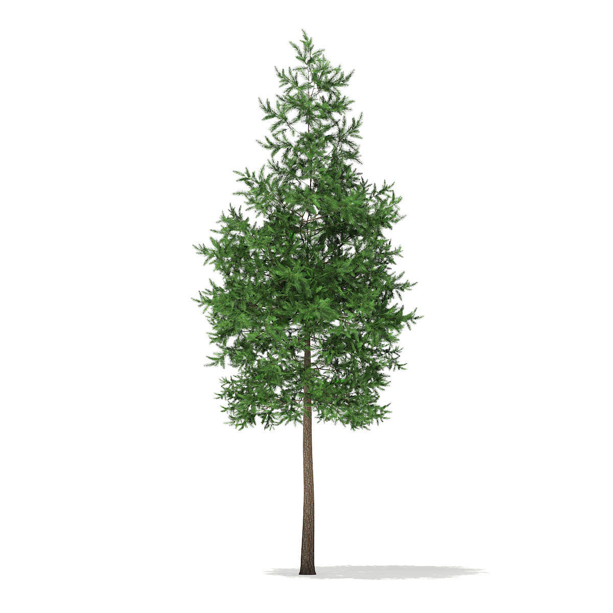 Scots Pine Tree Pinus sylvestris 8m 3 3D model_2