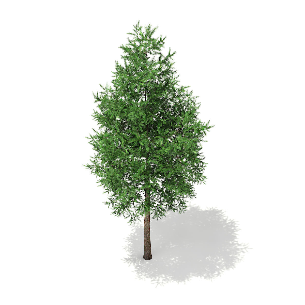 Scots Pine Tree Pinus sylvestris 8m 3 3D model_4
