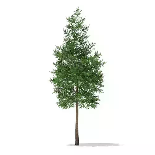 Scots Pine Tree Pinus sylvestris 8m 3