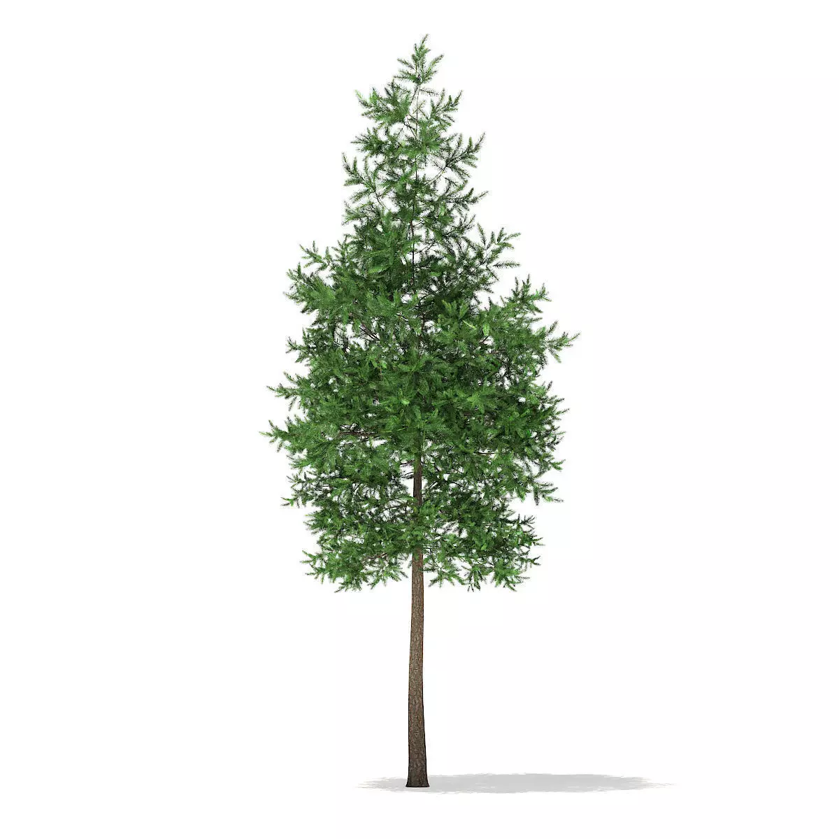 Scots Pine Tree Pinus sylvestris 8m 3 3D model_0