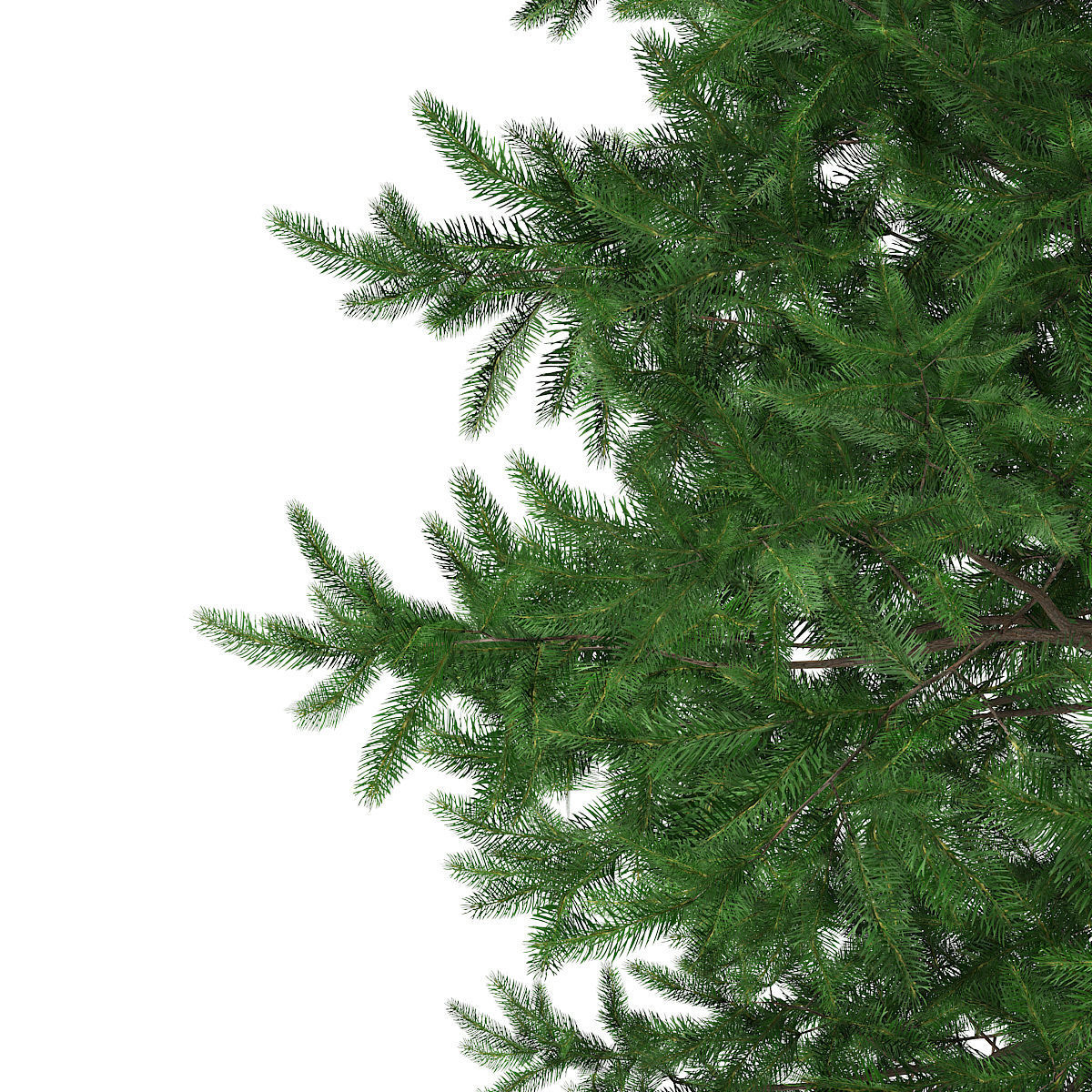 Scots Pine Tree Pinus sylvestris 8m 3 3D model_6