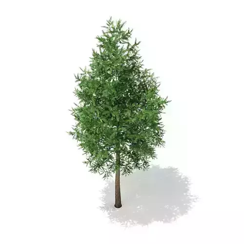 Norway Spruce Picea abies 2m 3D model