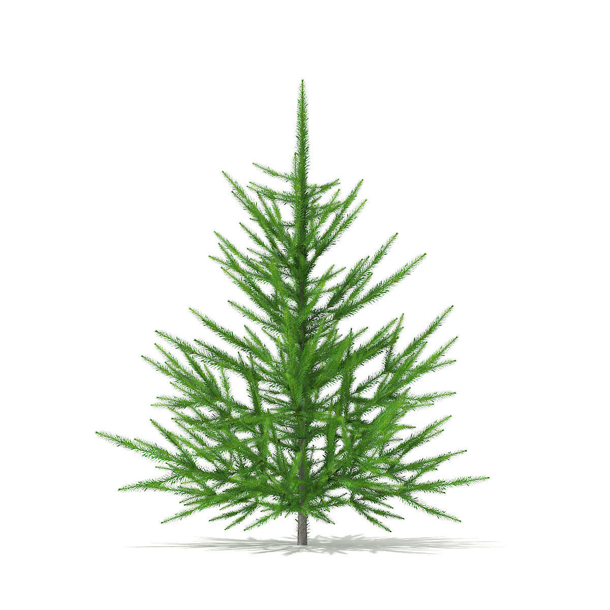 Norway Spruce Picea abies 1m 3D model_4