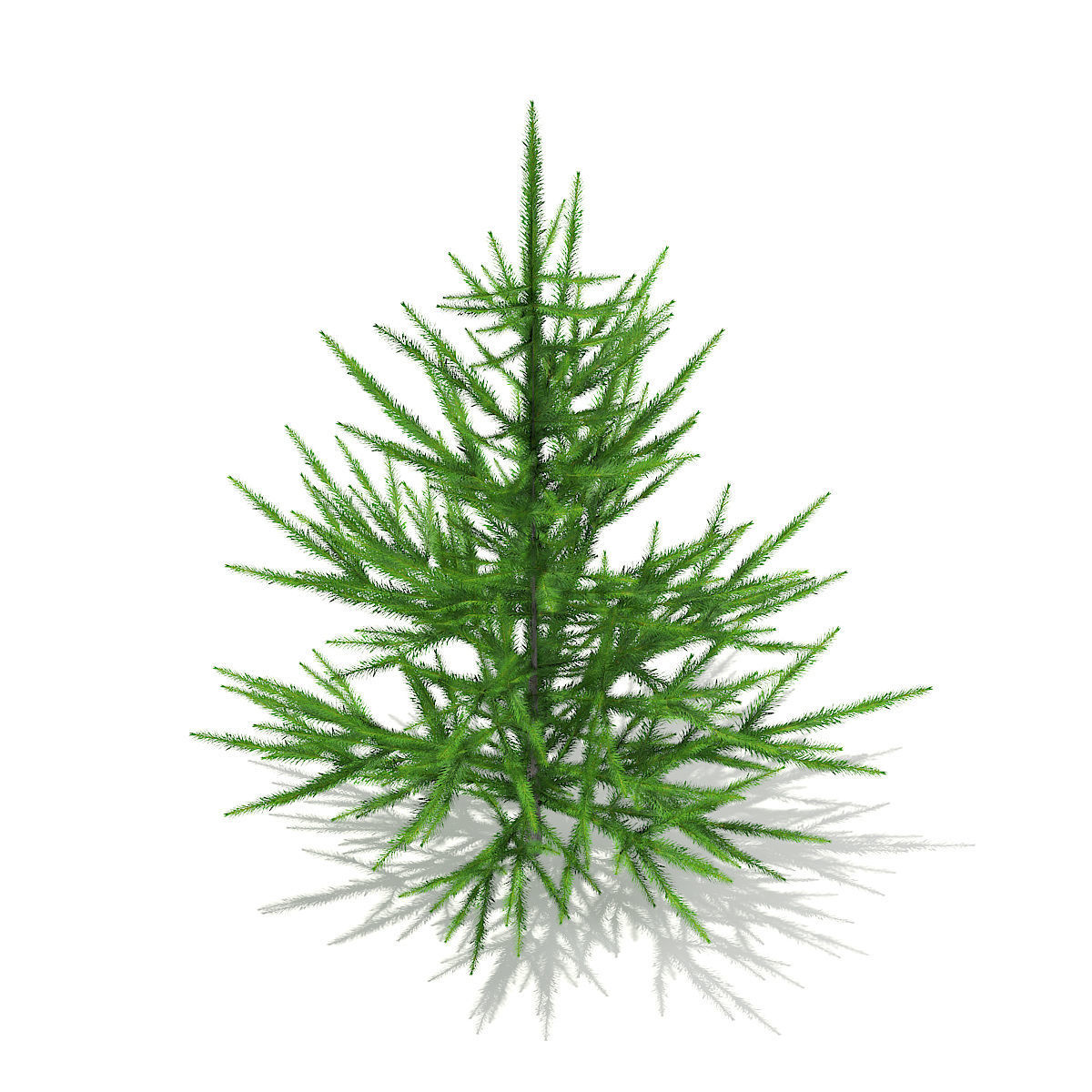 Norway Spruce Picea abies 1m 3D model_2