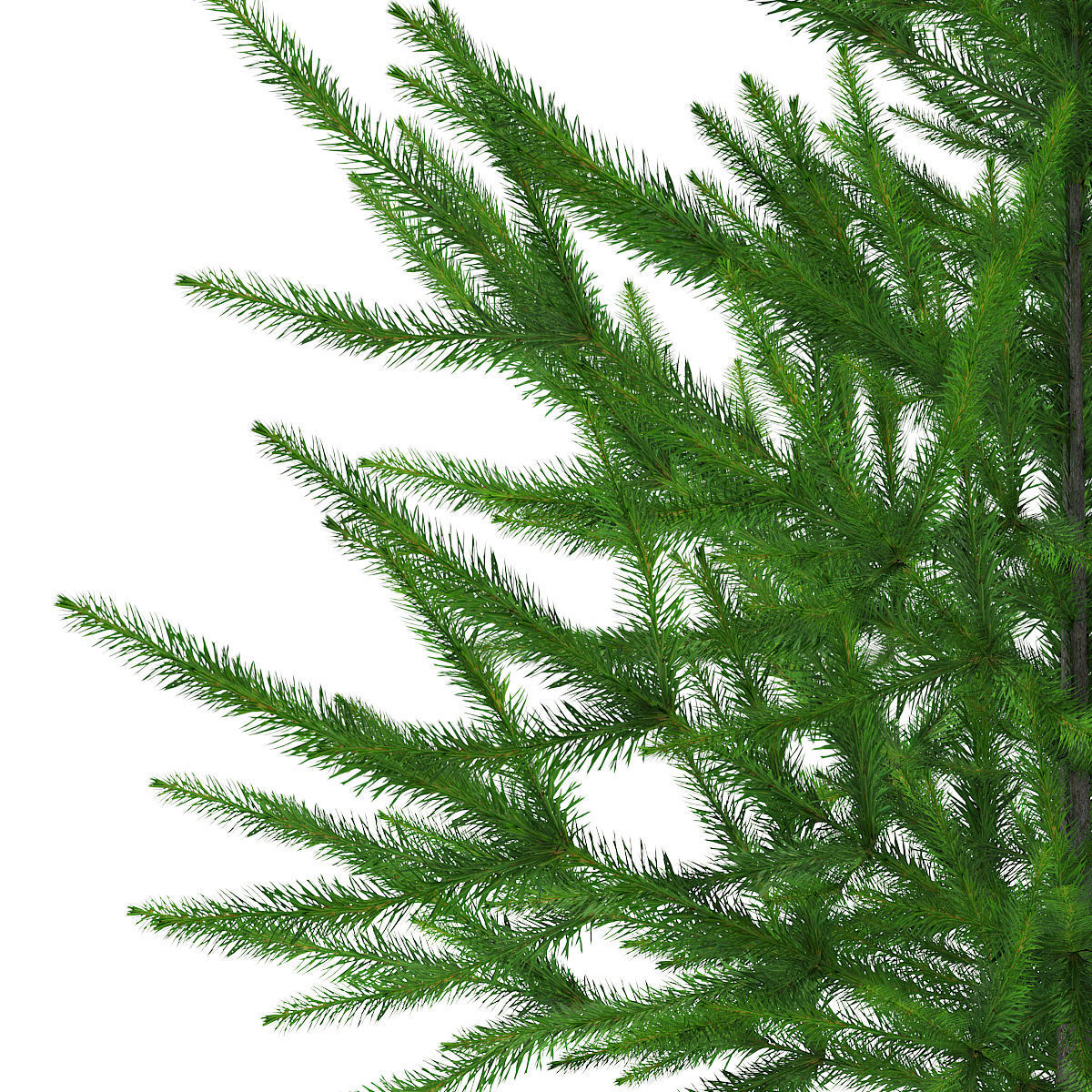 Norway Spruce Picea abies 1m 3D model_6