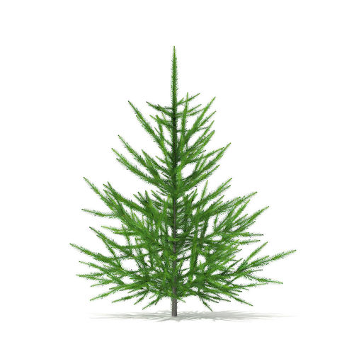 Norway Spruce Picea abies 1m 3D model
