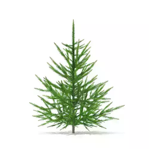 Norway Spruce Picea abies 1m 3D model