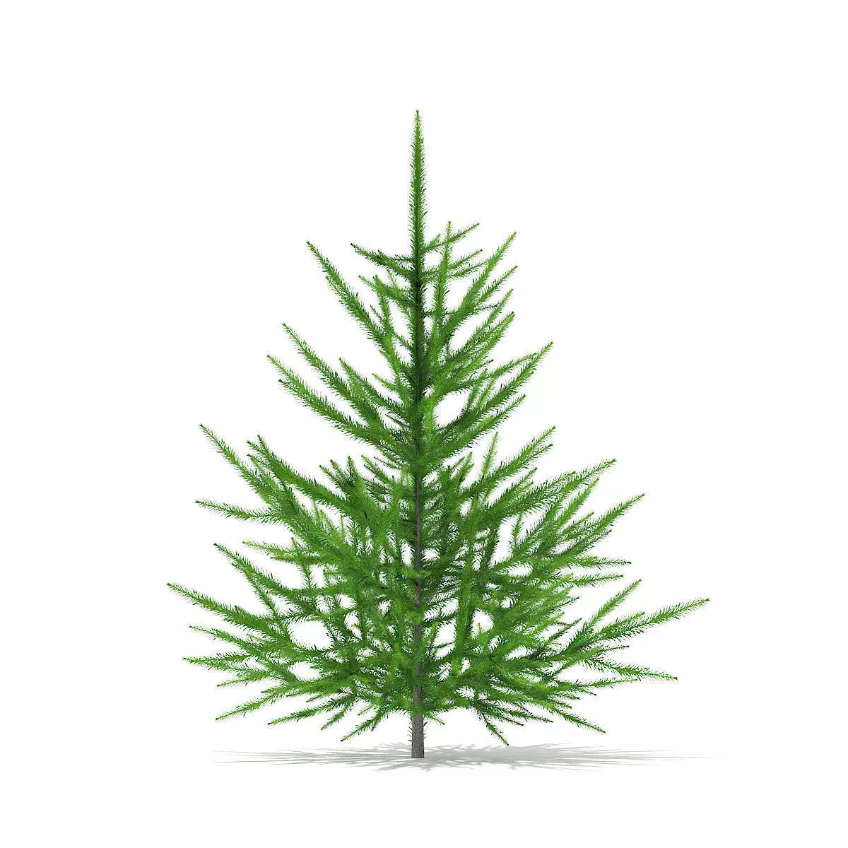 Norway Spruce Picea abies 1m 3D model_0