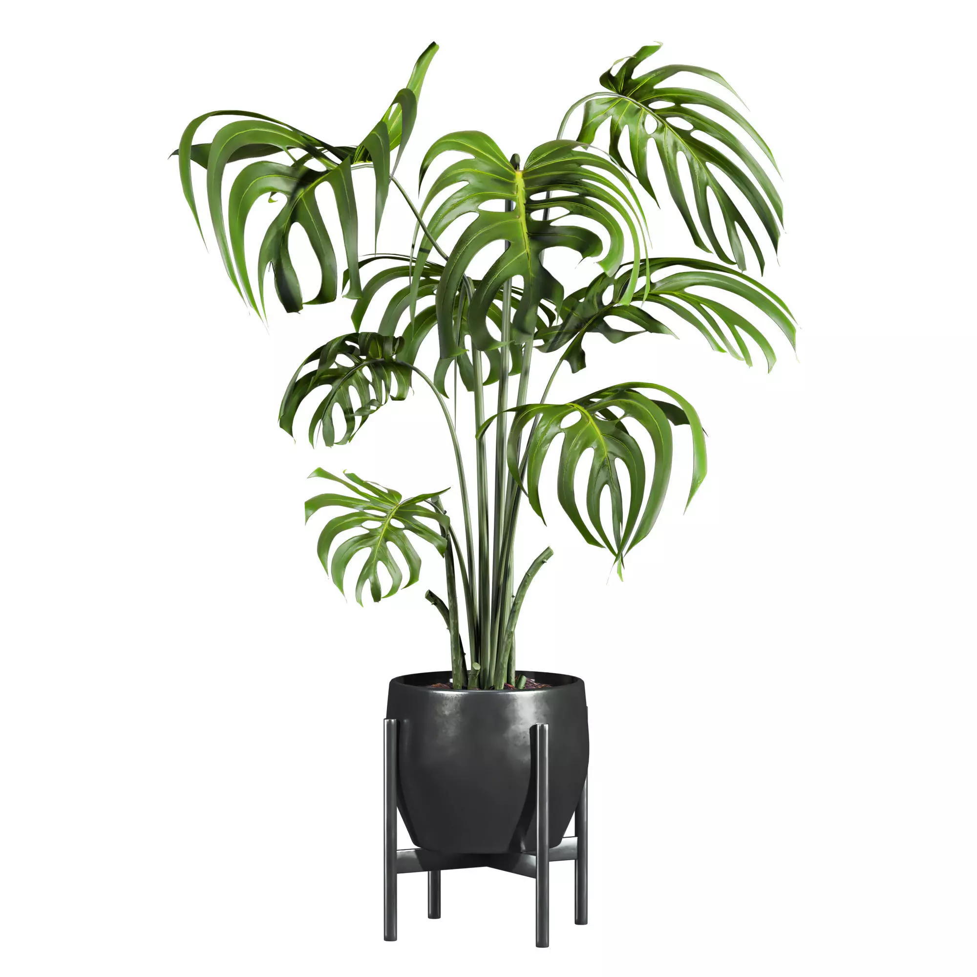 Monstera Potted Plant 3D model
