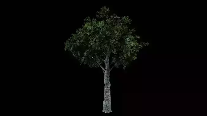 Realistic White Oak Tree Game Ready with LODs and Billboard Low-poly 3D model